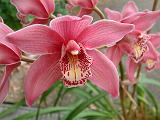 Orchid Cymbidium Pink 1 